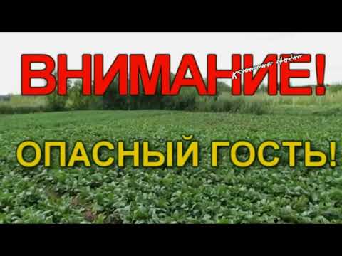 Видео: ВНИМАНИЕ   ОПАСНЫЙ ГОСТЬ - ЗЛОСТНЫЙ СОРНЯК!
