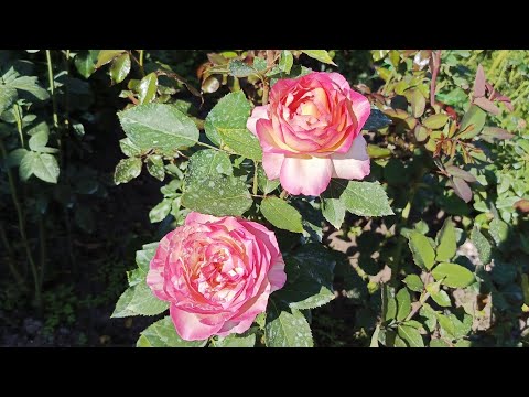 Видео: РОЗЫ. Конец августа 2025🌹🌹. ЛМР БУШУЕТ 😭