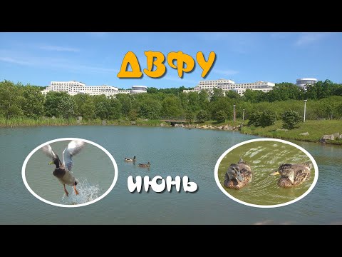 Видео: Владивосток кампус ДВФУ - июнь цветёт- утки с утятами и другое.