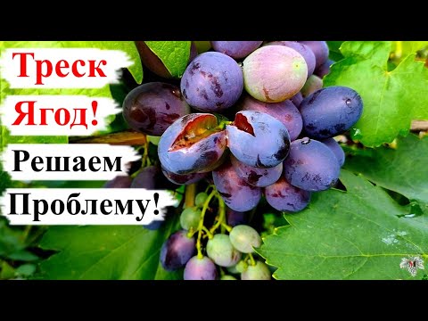 Видео: ТРЕСК Ягод! КАРДИНАЛЬНО Решаем ПРОБЛЕМУ!