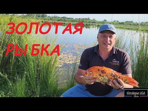 Видео: ХЕРАБУНА- ЗОЛОТАЯ РЫБКА-  へら