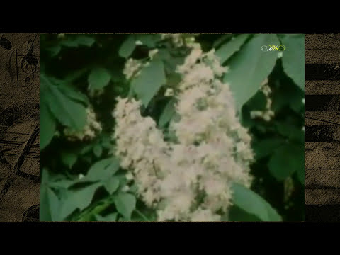 Видео: Олександр Таранець - Тільки в Києві