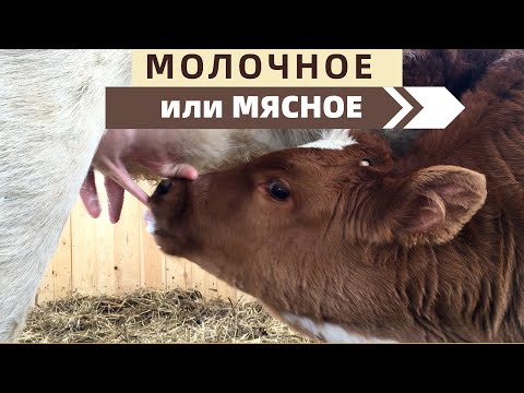 Видео: Почему перешли на мясное направление КРС?