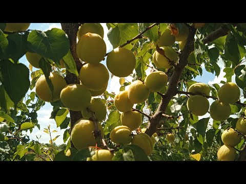 Видео: обрізка абрикоси у вигляді чаші.