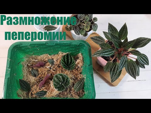 Видео: 🍀🍀🍀Размножение пеперомии. Безотказный способ🌼