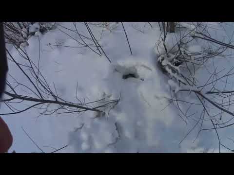 Видео: Бобр на ОСИНУ не берет. Поставил капканы на ТАЛИНУ!