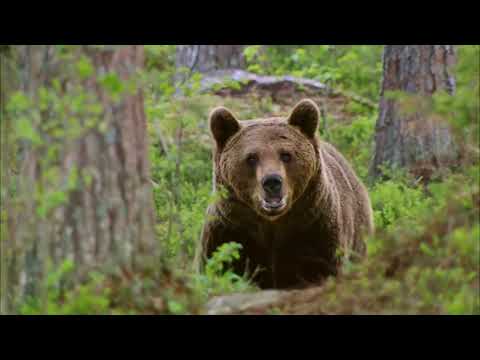 Видео: Новина плюс: WWF започна програма за опазване на кафявите мечки, автор: Данаил Андреев