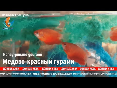 Видео: Медово-красный гурами, Gourami-Honey Red, Gourami miel-rouge, аквариумистика для всех