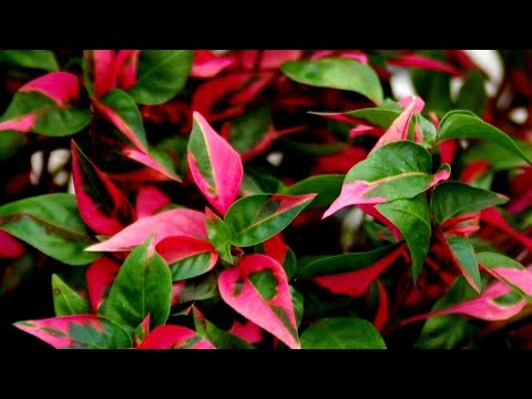 Видео: ЧАСТЬ ТРЕТЬЯ‼️ОПЯТЬ ПРИШЛА ПОСЫЛКА 🌺🌺🌺🌺,ПОПОЛНЯЮ КОЛЛЕКЦИЮ‼️