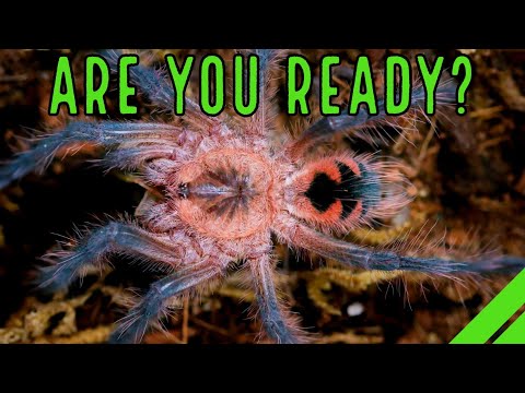 Видео: Ваш первый тарантул / Что ожидать, когда вы ожидаете паука