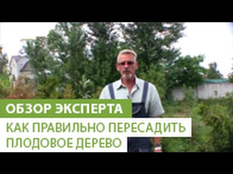 Видео: Как правильно пересадить плодовое дерево