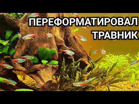 Видео: Травник по другому. Серегины коряги