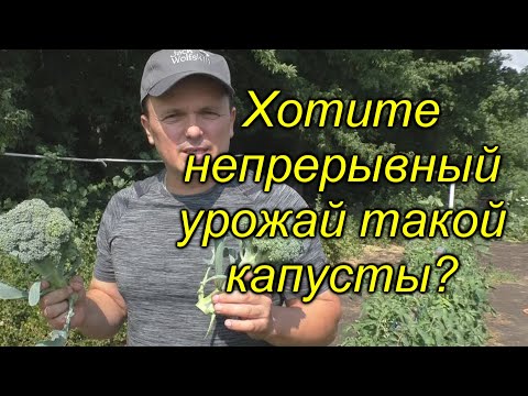 Видео: У нас капуста брокколи плодоносит постоянно! Попробуйте такое выращивание!!!