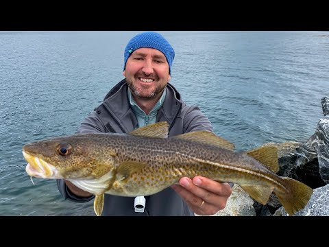 Видео: На ЭТУ ПРИМАНКУ ПРЕТ ТРЕСКА! Рыбалка на новом месте в Норвегии