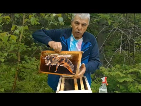 Видео: #бджоли ЯК ПІДСАДИТИ МАТКУ НА 200%