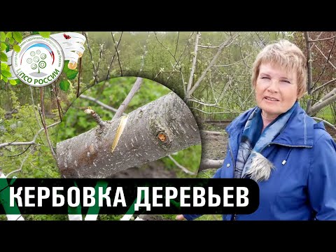 Видео: Прививка деревьев. Как простимулировать развитие привитого черенка. Садовый вар.