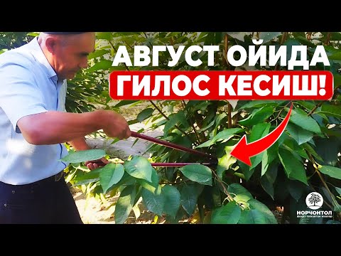 Видео: ГИЛОСНИ КЕСИШНИ МУТАХАССИСДАН ЎРГАНИНГ! | ШУҲРАТ АБРОРОВ #shuhratabrorov #gilos