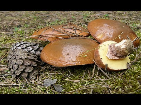 Видео: грибы маслята пошли массово май 2019