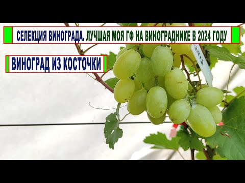 Видео: 🍇 Селекция Егорутин. Посадил КОСТОЧКИ ВИНОГРАДА! Вот какие ГИБРИДНЫЕ ФОРМЫ получились.