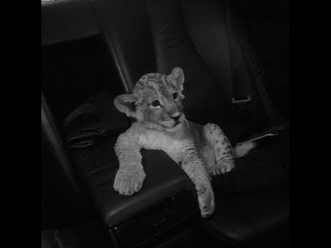 Видео: [FREE] FRIENDLY THUG 52 NGG TYPE BEAT X ПОЛКА TYPE BEAT - "Антураж"