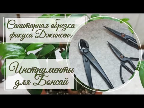 Видео: Инструменты для Бонсай. ✂🪴 Санитарная обрезка фикуса Джинсенг.