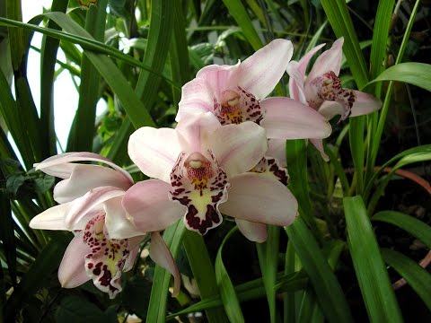 Видео: Цимбидиумы