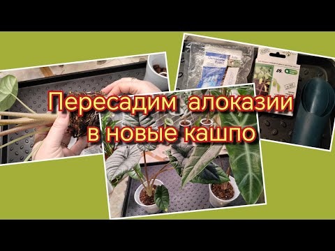Видео: Пересадка алоказий Бисма и Лонгилоба лови комплекс