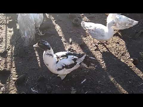Видео: Как отличить мускусную утку от муларда. Часть 2. Правильный ответ.