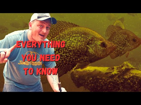 Видео: Руководство по разведению краппи | Всё, что вам нужно знать