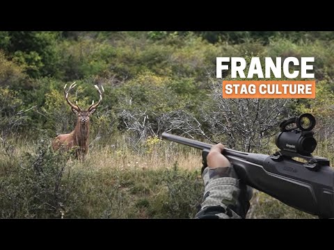 Видео: Охота на оленя на близком расстоянии с прицелом RED DOT 💥 STAG CULTURE ФРАНЦИЯ