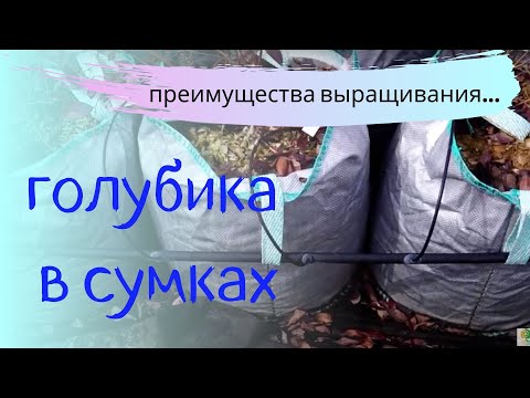 Видео: Выращивание голубики в сумках, горшках