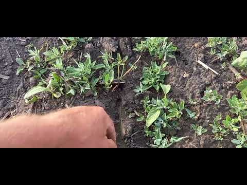 Видео: Як не треба сіяти кукурудзу 🌽або Скупий плате двічі.