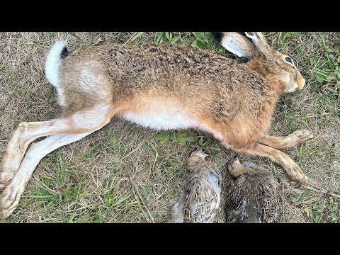 Видео: Охота на зайца с гончими: Заяц взят! + Промах и ДУБЛЬ по куропаткам! #охота #заяц #куропатка