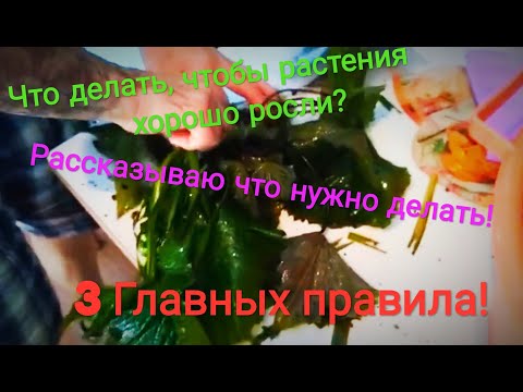 Видео: Что нужно делать для бурного роста растений!?СО2 в Аквариуме!Сколько нужно сажать рыбок в травник?