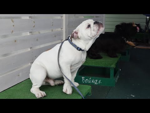 Видео: ДТ - 798. Скайтерьер, бульдог, корги: длинно-короткие пропорции