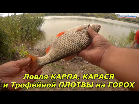 Видео: Ловля КАРПА, КАРАСЯ и Трофейной ПЛОТВЫ на ГОРОХ 🔥