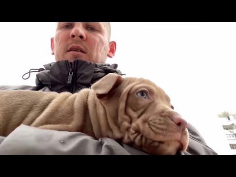 Видео: Три года с питбулем. Убежала собака с ЗКС. Снег Тренировки Наш рацион Куриный суп как в детстве