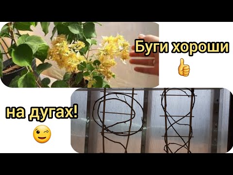 Видео: Бугенвилии. Формировка на опорах и без 👍😁!!!