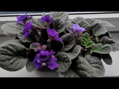 Видео: обычная еженедельная уборка