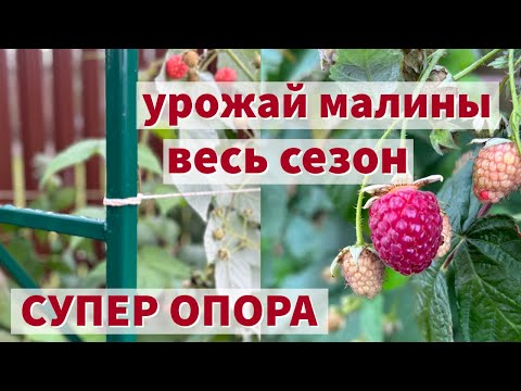 Видео: МАЛИНУ ТЕПЕРЬ ВЫРАЩИВАЮ ТОЛЬКО ТАК. СУПЕР ОПОРА ДЛЯ МАЛИНЫ И НЕ ТОЛЬКО