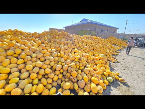Видео: 300-400 СУМДАН КОВУН ТАРВУЗ АРЗОНЧИЛИК! ТУРТКУЛЬ КОВУН ТАРВУЗ БОЗОР НАРХЛАРИ 14 сентября 2025 г.