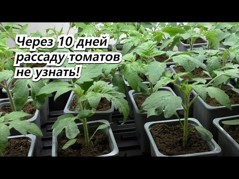 Видео: Рассада томатов станет крепкой, коренастой и тёмно-зелёной.