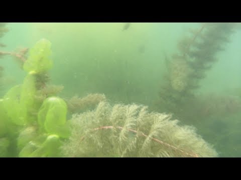 Видео: Карьер в посёлке Северка