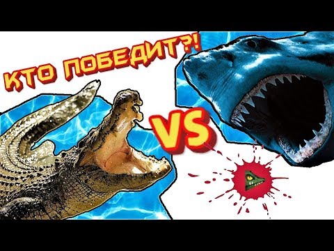 Видео: КТО ПОБЕДИТ: Гребнистый крокодил или белая акула?