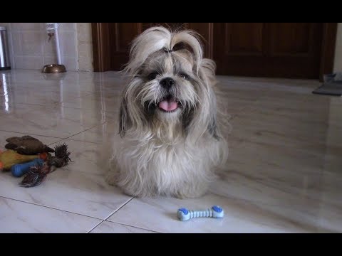 Видео: Поисковые игры с ши тцу | Как можно играть с собакой дома