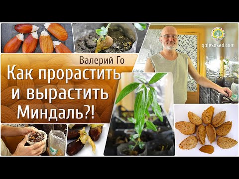 Видео: Как прорастить и вырастить Миндаль?!