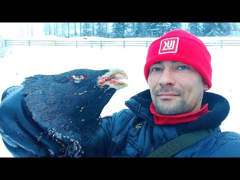 Видео: ОХОТА НА ГЛУХАРЯ С МЕЛКАШКОЙ / ПОПАЛ ПРЯМО В ШЕЮ! В ТАЙГУ НА САМОДЕЛЬНОМ СНЕГОХОДЕ СМ-002. КОМИ КРАЙ