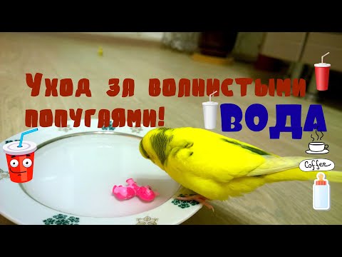 Видео: ВОДА ДЛЯ ПОПУГАЯ! Всё о Воде для Попугаев! Уход за волнистыми попугаями! Часть 6. Уход и содержание!