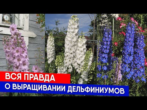 Видео: Вся правда о выращивании дельфиниумов