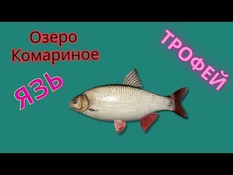 Видео: 🔴Русская Рыбалка 4.🔴 ЯЗЬ.🔴 Озеро Комариное.🔥ЯЗЬ ТРОФ🔴